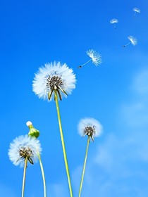 蒲公英之戀