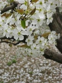 花开半夏，情落