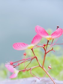 弑戒