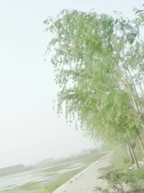 心里的樹