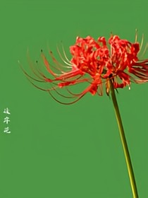 萌学园之彼岸灵女_d962