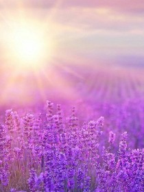 终极一班之紫色的花海
