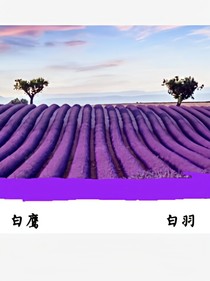 白鷹白羽
