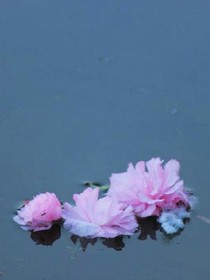 落花有意流水亦有情