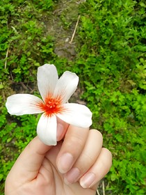 閑話家常