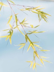 清風(fēng)飛鸞，撩我心弦