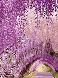 三千繁花紫藤开