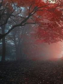 三月花，一世念