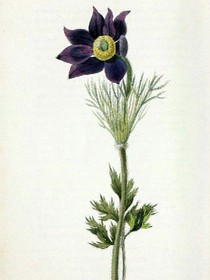 草木缘情
