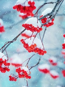 叶繁便是夏
