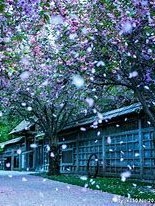 EXO:花瓣雨卷起的爱