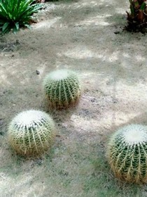 美星