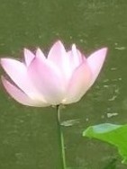 神秘的公主