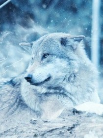 狼王梦之紫岚重生