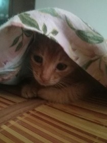 小貓照片