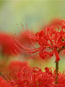 悲哀语句