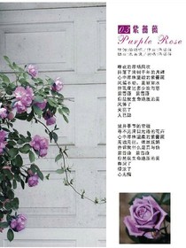 校园里的紫墙薇花
