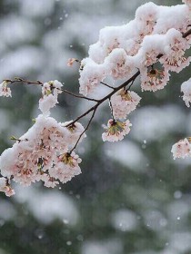 魔卡少女雪