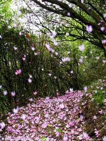 落花未落