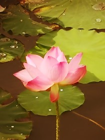 愛之倒影