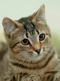 猫中的世界
