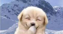 搞笑的刘聪明