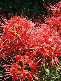 彼岸花傳說故事