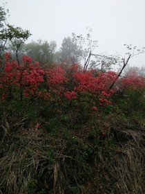王子不是我