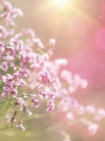 夕拾花香_d655