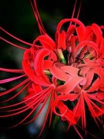 穿越小花仙之彼岸