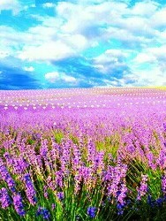 甜蜜蜜奇迹