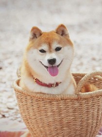 貌似心动