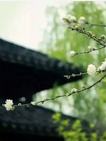 青瓦丁香