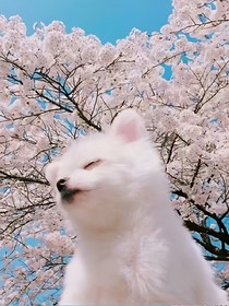 我愿为你，放弃整个世界