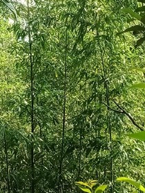 青涩日记