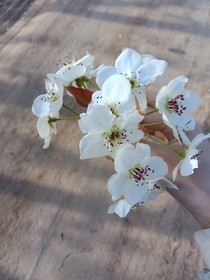 明星在學(xué)院的事