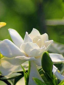 那年栀子花开时