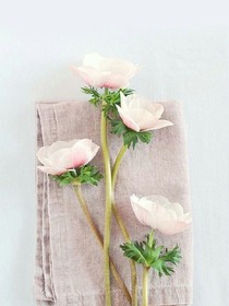 囯民校草