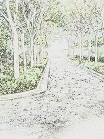 樱花恋语