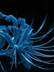 黄泉路上的曼珠沙华