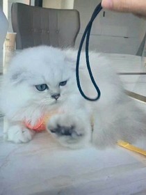 爱的风信子