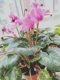 短篇小小说