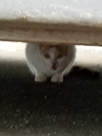 京剧猫故事前提