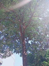 虐文。