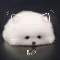 轩玥本无情