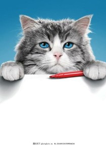 神奇的猫