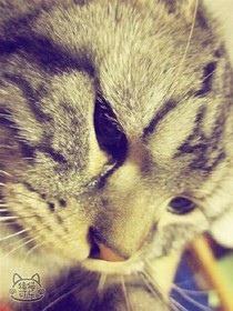 猫的眼泪1