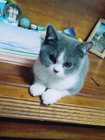 吸猫日记