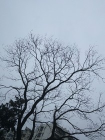 下一世白頭