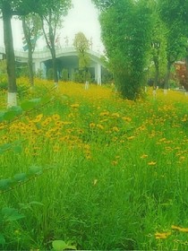 残，花开